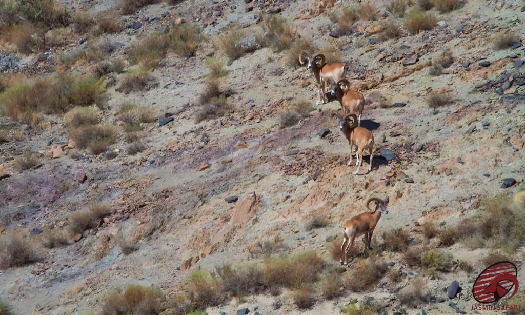 A herd of wild sheep in the rugged mountains of Iran, showcasing their large curved horns, perfect for a hunt in Iran.
