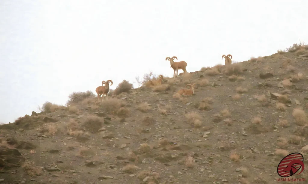 A herd of wild sheep in the rugged mountains of Iran, showcasing their large curved horns, perfect for a hunt in Iran.