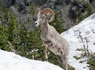 SNOW SHEEP Hunting in Kamchatka (Russia)