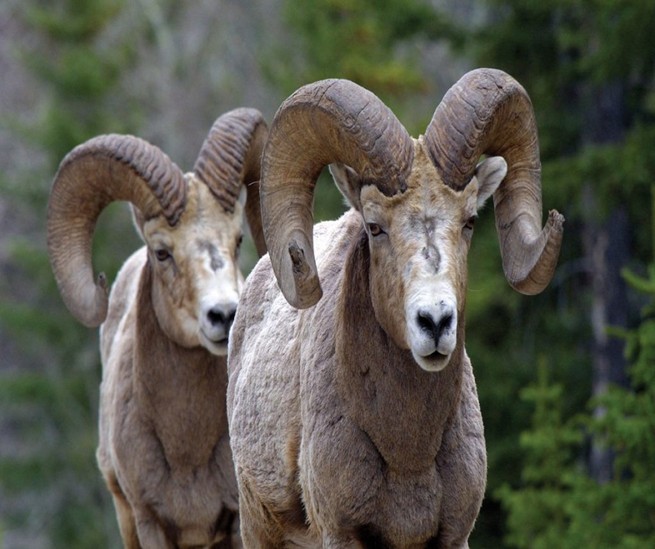SNOW SHEEP Hunting in Kamchatka (Russia)