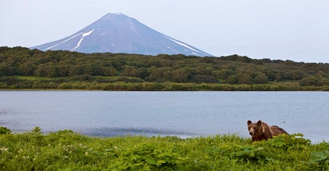 SNOW SHEEP Hunting in Kamchatka (Russia)