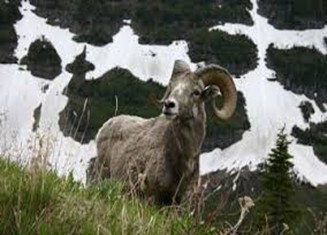 SNOW SHEEP Hunting in Kamchatka (Russia)