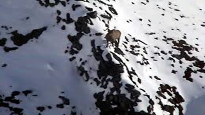 SNOW SHEEP Hunting in Kamchatka (Russia)