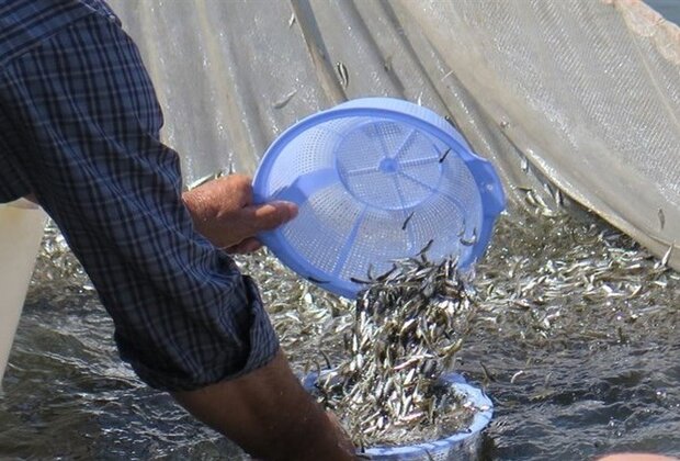 Release of One Million Baby Fish to Boost Caspian Sea Stocks in Chalus