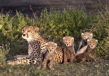 “Helia Spotted Again!”