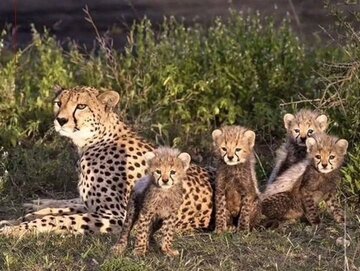 Why Does the Fate of Every Iranian Cheetah Make Headlines?