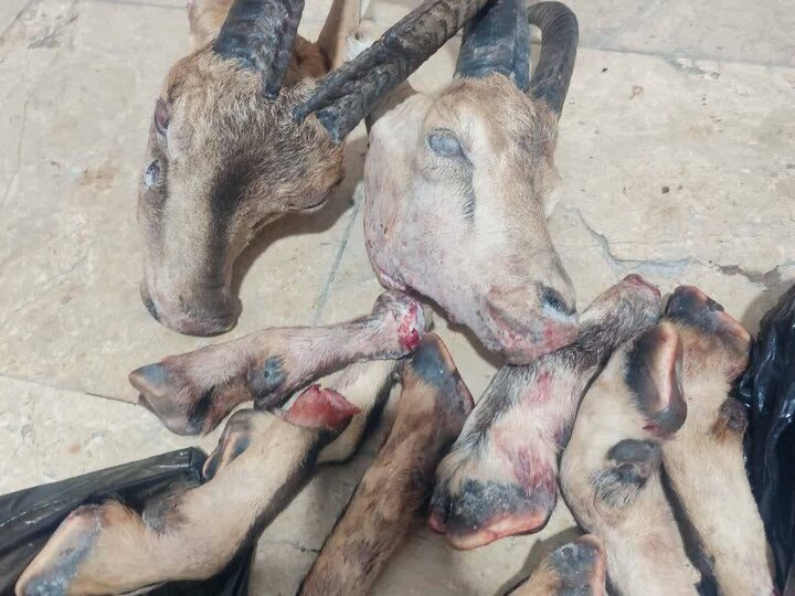 Illegal Hunters Caught in Dena; Carcasses of Wild Goats Discovered