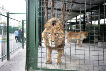 “Final Closure of the Zoo: What’s the Story Behind It?”