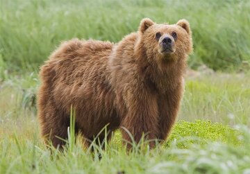 “Spotting Three Brown Bears in the Hyrcanian Forests: A Captivating Photo”