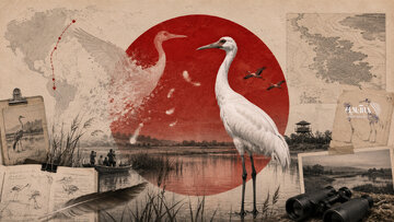 The Gradual Death of a “Dream”: The Heartbreaking Tale of Siberian Cranes in Iran as the Last Migrant Crane Passes Away