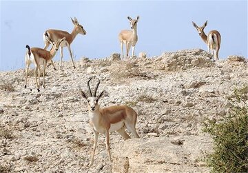 Clarification on the False News Regarding the Deer of Kharg Island