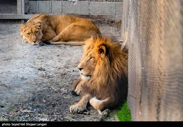 Impact on Wildlife from U.S. and Israeli Attacks on Iran