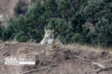 Sightings of Persian Leopard in the Lar Hunting Prohibition Area